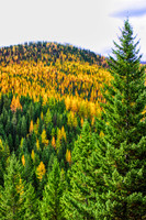 Miller Creek Larch
