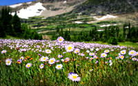 Glacial Flowers