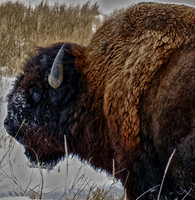 Yellowstone Bison - HDR