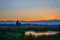 Ducks at Dawn