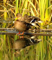 MeoPix American Black Ducks
