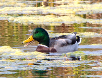 MeoPix Mallard