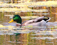 MeoPix Mallard 1