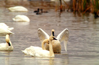 Tundra Swan Yoga