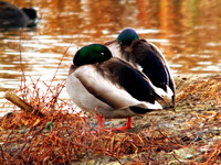Sleeping Mallards