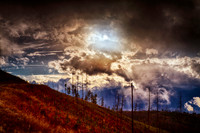 Beauty in the Burn