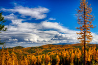 The March of the Larch