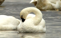 A Swan's Love Dance