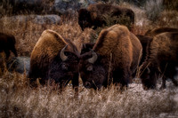 Bull Headed Bison