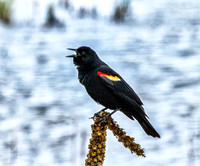 Red winged Blackbird
