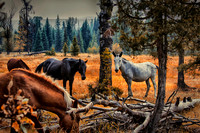 Horse Colors