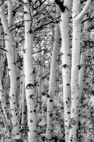 Seeing Trees