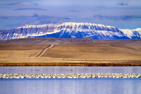 Montana Snowbirds