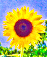 Sunny Day